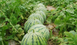 吃瓜真千金爆料大瓜,吃瓜真千金爆料大瓜背后的惊人真相